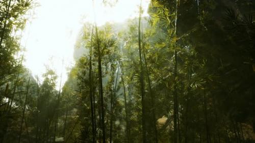 Videohive - Green Bamboo Forest with Morning Sunlight - 32339560 - 32339560