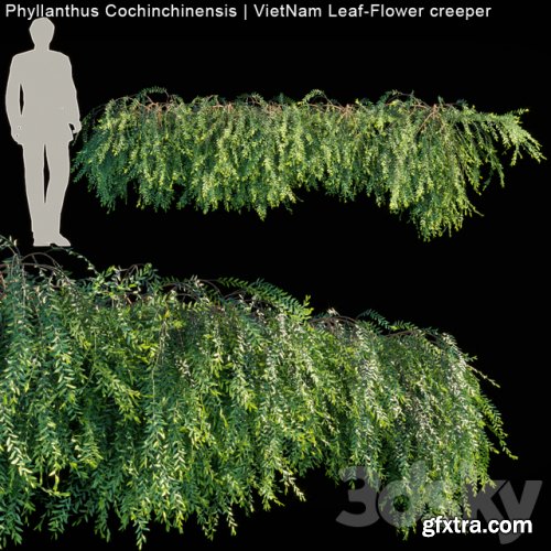 Phyllanthus Cochinchinensis | VietNam Leaf-Flower creeper