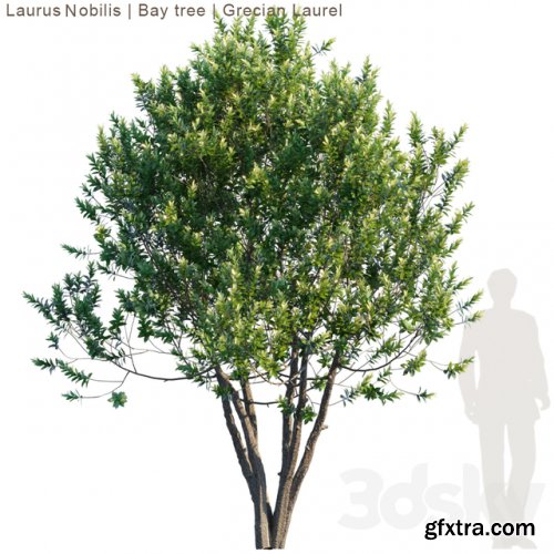 Laurus Nobilis | Bay tree | Grecian Laurel tree