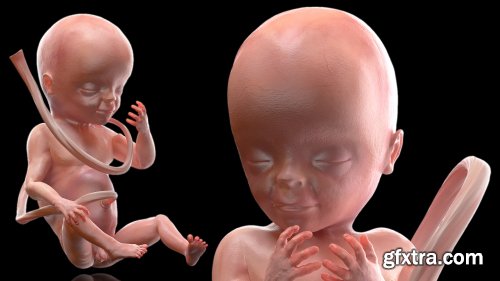 Turbosquid - 3D Human Fetus at 20 Weeks