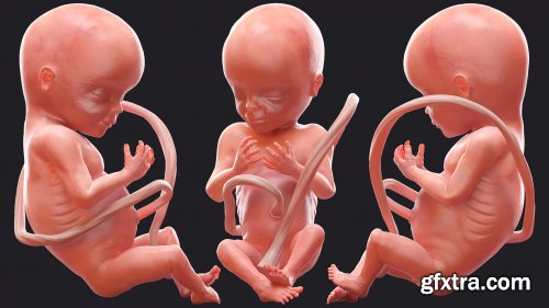 Turbosquid - 3D Human Fetus at 20 Weeks