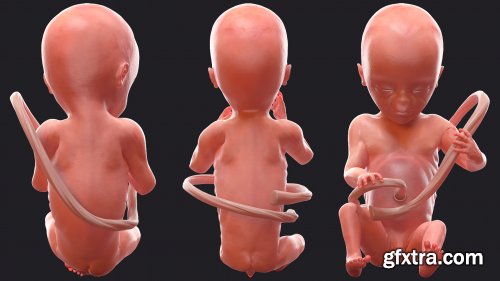 Turbosquid - 3D Human Fetus at 20 Weeks