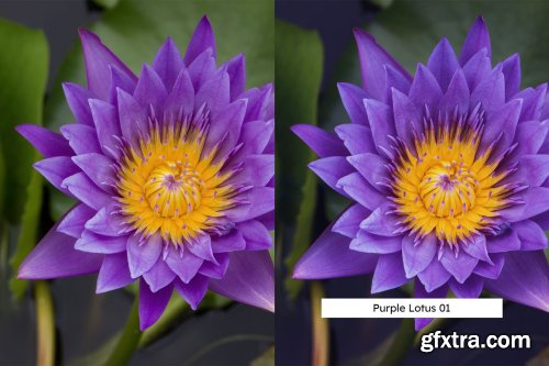 CreativeMarket - 20 Flowers Lightroom Presets & LUTs 6123554