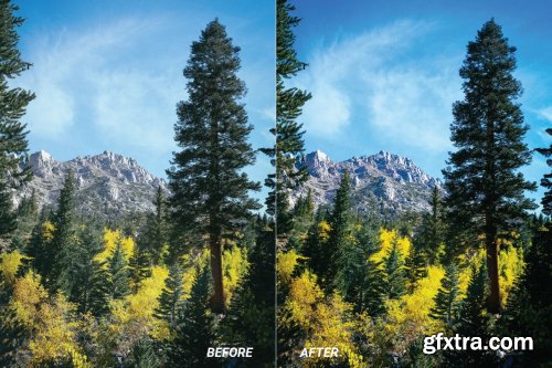 Forest Mobile and Desktop Lightroom Presets