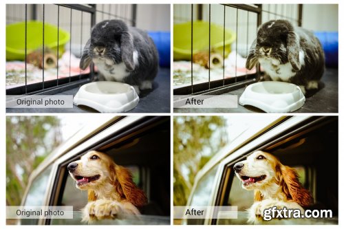 CreativeMarket - Lovely Pets Lightroom Presets 5157310