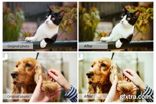 CreativeMarket - Lovely Pets Lightroom Presets 5157310