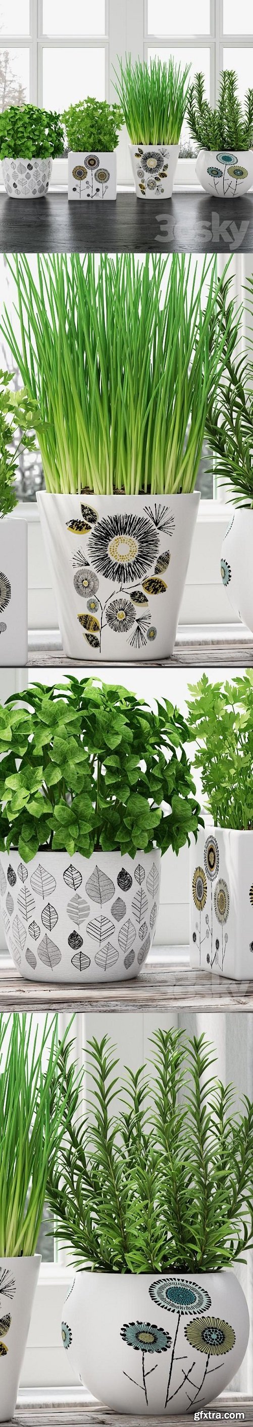 Herbs in pots