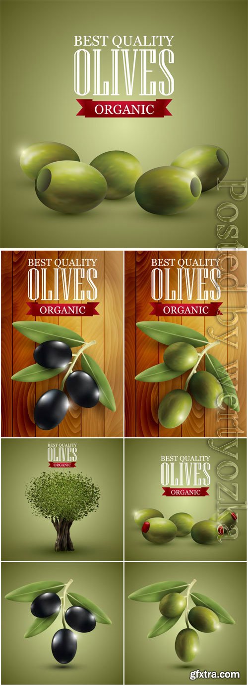 Olives illustration in vector