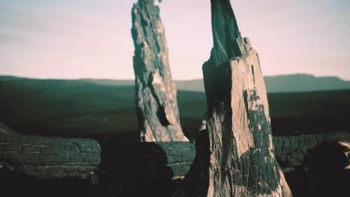 Videohive - Logs and Trunks After the Forest Fire - 32497714 - 32497714