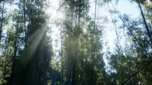 Videohive - Windy Tranquil Arashiyama Bamboo Grove - 32497728 - 32497728