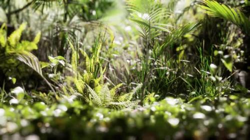 Videohive - Close Up Jungle Grass and Plants - 32496657 - 32496657