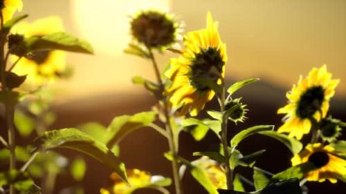 Videohive - Big Beautiful Sunflowers at Sunset - 32496670 - 32496670