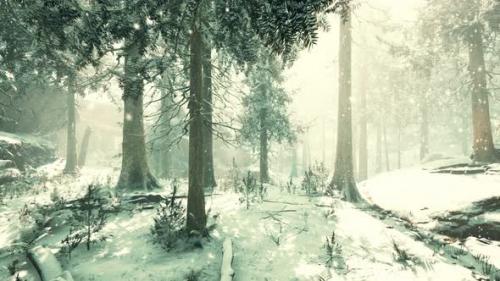 Videohive - Heavy Snowstorm in Conifer Forest - 32496696 - 32496696