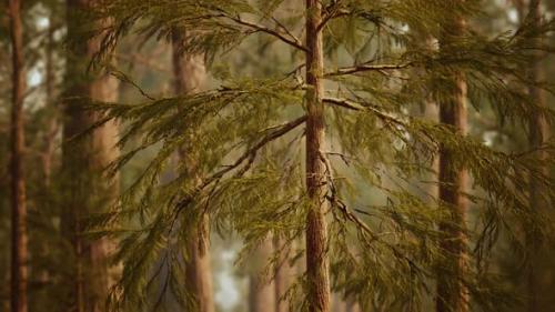 Videohive - Giant Sequoias in Redwood Forest - 32496709 - 32496709