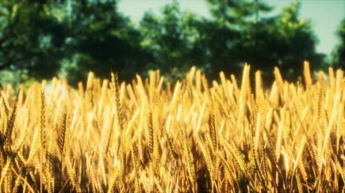 Videohive - Scene of Sunset or Sunrise on the Field with Young Rye or Wheat in the Summer - 32496727 - 32496727