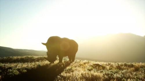 Videohive - Rhino Standing in Open Area During Sunset - 32496733 - 32496733