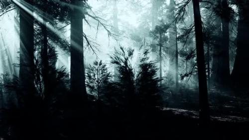 Videohive - Black Tree Trunk in a Dark Pine Tree Forest - 32496750 - 32496750