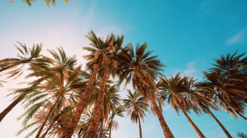 Videohive - Palm Trees at Sunset Light and Sky - 32496763 - 32496763