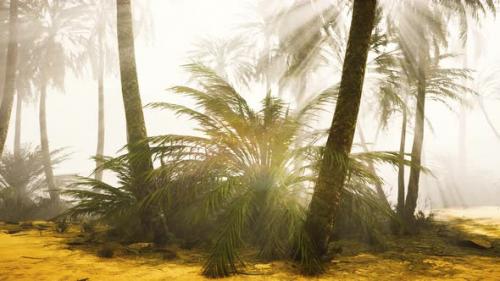 Videohive - Coconut Palms in Deep Morning Fog - 32496781 - 32496781