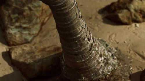 Videohive - Closeup of a Palm Tree Trunk at Caribbean Sand Beach - 32496800 - 32496800