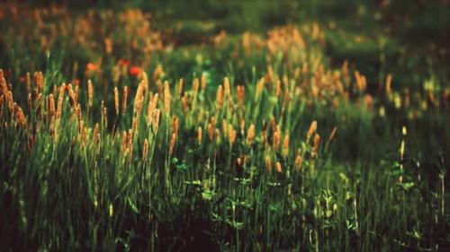 Videohive - Field with Green Grass and Wild Flowers at Sunset - 32497131 - 32497131