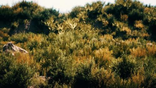 Videohive - Beach Dunes with Long Grass - 32497150 - 32497150