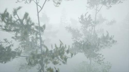 Videohive - Cloudy Autumn Day in the Pine Forest with Fog - 32497194 - 32497194