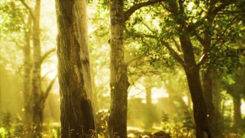 Videohive - Rays of Sunlight in a Misty Forest in Autumn - 32497202 - 32497202