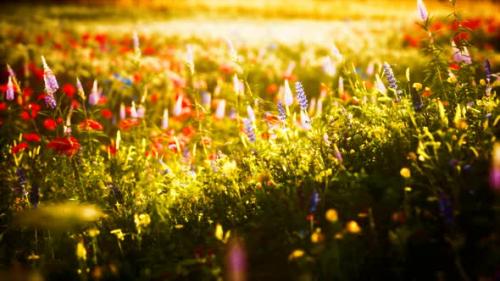 Videohive - Sunset in the Wild Flower Field - 32497248 - 32497248