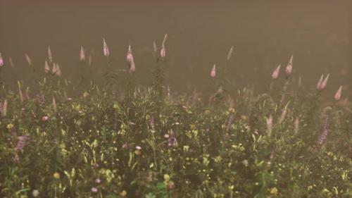 Videohive - Wild Field Flowers in Deep Fog - 32497266 - 32497266