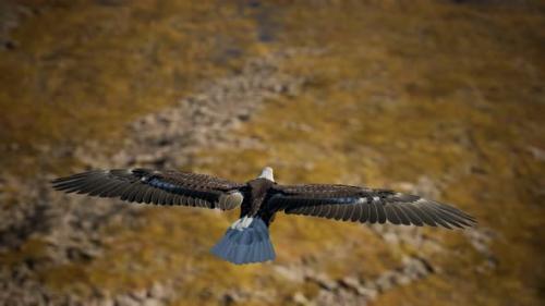 Videohive - Slow Motion American Bald Eagle in Flight Over Alaskan Mountains - 32497378 - 32497378