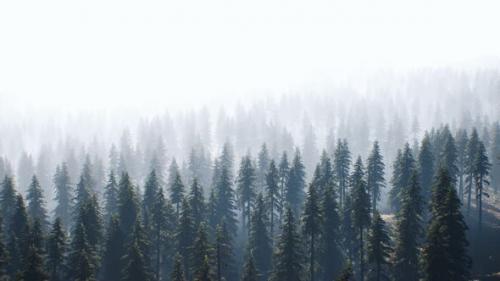 Videohive - Aerial View of Green Spruce Forest - 32497440 - 32497440