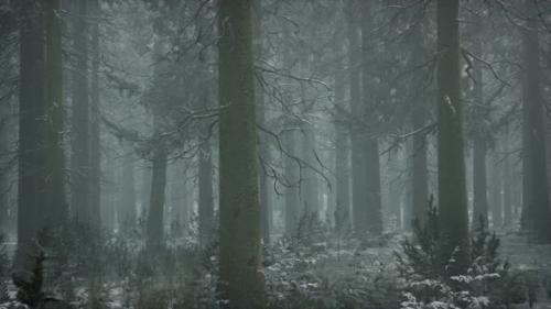 Videohive - Winter Snowcovered Forest on a Cloudy Day - 32497470 - 32497470