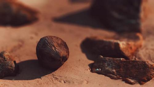 Videohive - Coconut on Sand Beach at Sunset - 32497556 - 32497556