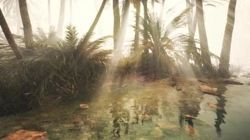 Videohive - Coconut Palms in Deep Morning Fog - 32550332 - 32550332