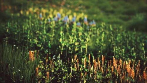 Videohive - Field with Green Grass and Wild Flowers at Sunset - 32550543 - 32550543