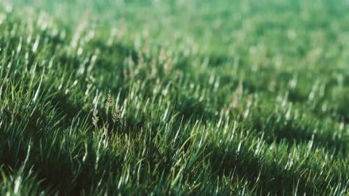 Videohive - Green Fresh Grass As a Nice Background - 32550560 - 32550560