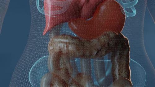 Videohive - Large Intestine and Digestive System - 32554028 - 32554028