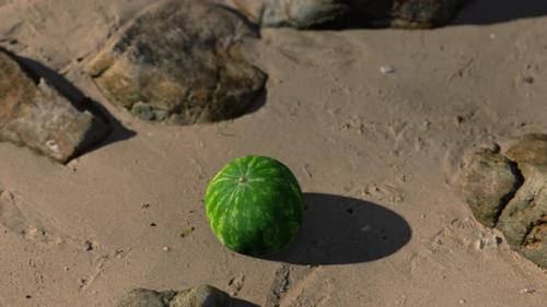 Videohive - Big and Juicy Watermelon on the Beach Sand - 32550073 - 32550073