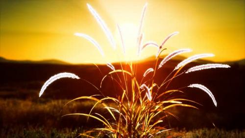 Videohive - Wild Flowers on Hills at Sunset - 32550658 - 32550658