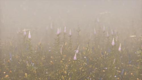 Videohive - Wild Field Flowers in Deep Fog - 32550663 - 32550663