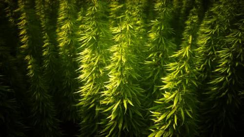 Videohive - Field of Green Medial Cannabis - 32550980 - 32550980