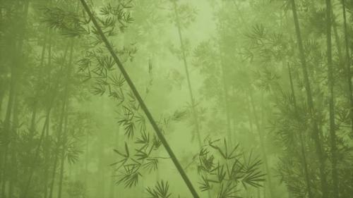 Videohive - Asian Bamboo Forest with Morning Fog - 32551127 - 32551127