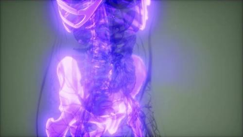 Videohive - Transparent Human Body with Visible Bones - 32551355 - 32551355