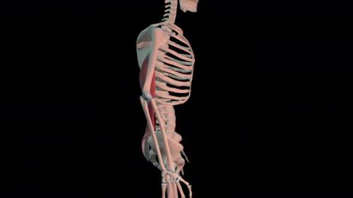 Videohive - Latissimus Dorsi Muscles Full Rotation Loop - 32563090 - 32563090