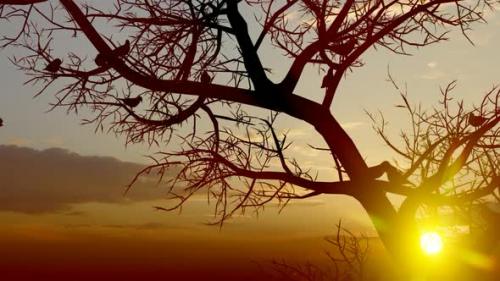 Videohive - Sunset Tree and Birds Close Up - 32566898 - 32566898