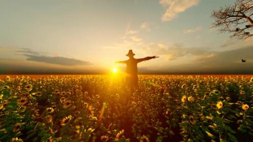 Videohive - Sunset View Scarecrow and Sunflower Field - 32567011 - 32567011