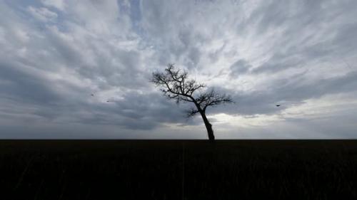 Videohive - Rainy Weather and Dry Tree View - 32567013 - 32567013