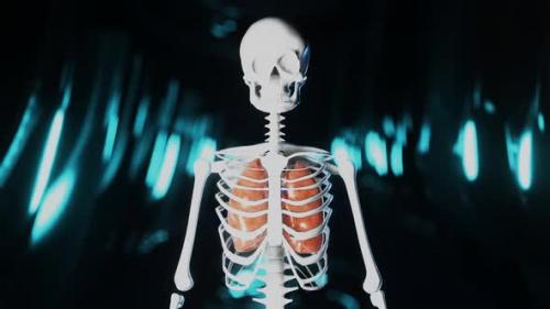 Videohive - Heart Pumbing Blood in a Skeleton Representation - 32579983 - 32579983