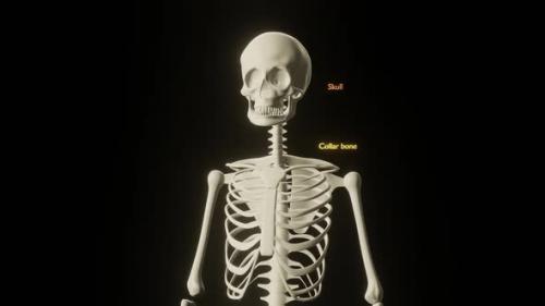 Videohive - Zoom Out of Medical Skeleton with Bones Names Appearing - 32580004 - 32580004